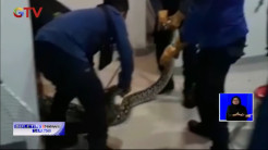 Evakuasi Ular Phyton di Makassar Berlangsung Dramatis
