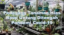 Pedagang Tanaman Hias Raup Untung Ditengah Pandemi Covid-19