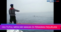 Hiu Tutul Berkeliaran Mencari Makan di Perairan Pasuruan