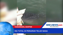 Kemunculan Hiu Tutul di Perairan Teluk Naga Terekam Kamera Ponsel
