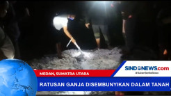 Ratusan Ganja Disembunyikan dalam Tanah