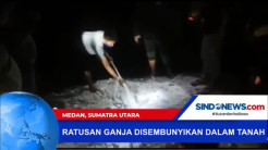 Ratusan Kilogram Ganja di Sembunyikan dalam Tanah