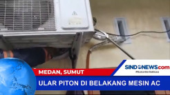 Warga Evakuasi Ular Piton yang Bersembunyi di Belakang Mesin AC