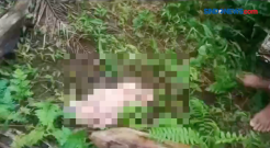 Warga Temukan Bayi Dibuang Di Kebun Sawit di Pandeglang Banten