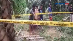 Bayi Dengan Berat 3 Kg  Ditemukan  Di Kebun Sawit