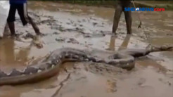 Penemuan Ular Piton 7 Meter
