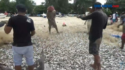 Fenomena Ribuan Ikan Lemuru Terdampar di Pantai Jimbaran Bali