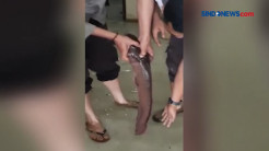 Ikan Lele Berukuran 1 Meter Masuk ke Polsek Rappocini
