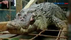 Buaya Muara Sepanjang 2,4 Meter Ditangkap Warga di Riau