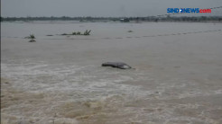 Tanggul Sungai Geulis, Kudus Jebol, Desa Terendam Banjir  3 Meter