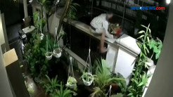 Aksi Pelaku Pencurian Tanaman Hias di Palembang Terekam CCTV