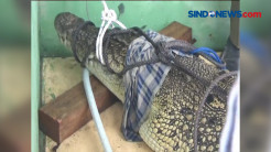 Resahkan Warga, Buaya Seberat 100 kg Ditangkap dengan Pancing Umpan Ayam
