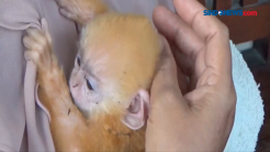 Bayi Lutung Merah akan Direhabilitasi di BKSDA Pangkalan Bun