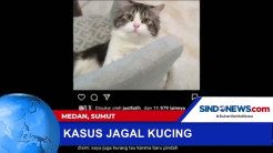 Kasus Jagal Kucing di Medan