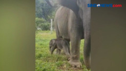 Bayi Gajah Lahir di Pusat Pelatihan Satwa, Begini Penampakannya