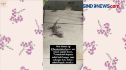 Istri Arya Saloka Diganggu Tokek, Damkar Sampai Turun Tangan