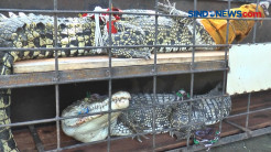 Pelihara Buaya di Rumah, Enam Orang Diamankan