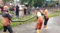 Ular Sanca di Tengah Banjir Jalan Sudirman Jakarta