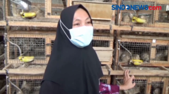 Beternak Burung Puyuh, Sukses Mendulang Keuntungan di Tengah Pandemi