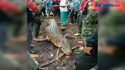 Terjebak Perangkap, Buaya Muara 4 Meter Mati