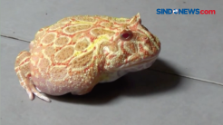 Memelihara Katak Amerika Atau Pacman Frog