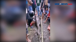 Tak Bisa Bergerak, Ular Piton Makan Anak Sapi Ditangkap Warga