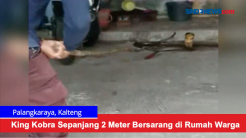 King Kobra Sepanjang 2 Meter Bersarang di Rumah Warga