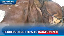 Berkah Iduladha, Pengepul Kulit Hewan di Bojonegoro Kecipratan Rezeki