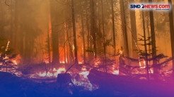Kebakaran di California Utara, AS Diduga Dipicu oleh Pembakaran