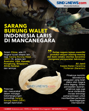 Sarang Burung Walet...