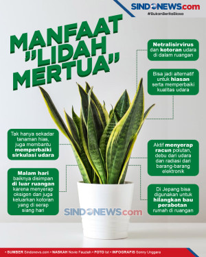 “Lidah Mertua”,...