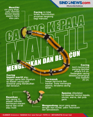 Cacing Martil yang Mengerikan,...