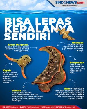 Siput Laut Ini Bisa...