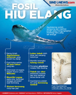 Penemuan Fosil Hiu Elang...