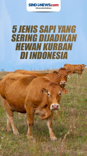 5 Jenis Sapi yang Sering...