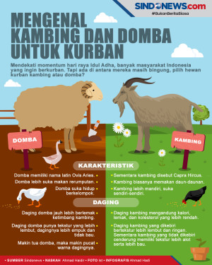 Mengenal Perbedaan Kambing...