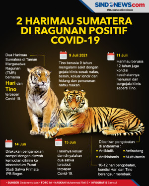2 Harimau Sumatera di...