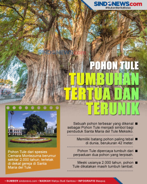 Berumur 2.000 Tahun,...
