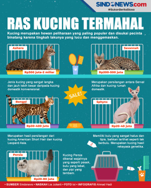 Ras Kucing Termahal...