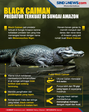 Buaya Black Caiman,...