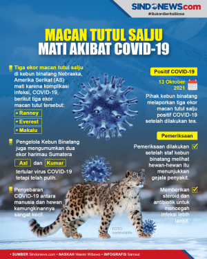 3 Ekor Macan Tutul Salju...