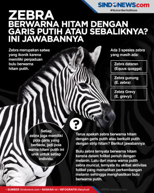 Zebra berwarna hitam...