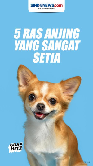 Daftar 5 Ras Anjing...