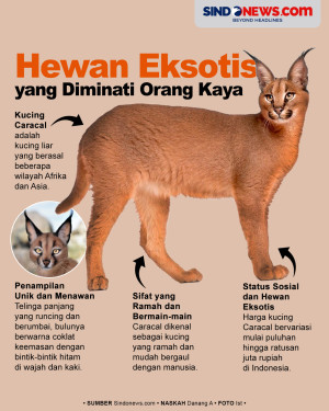 Kucing Caracal, Hewan...