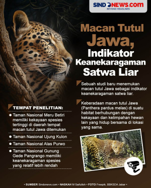 Macan Tutul Jawa Menjadi...