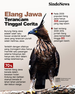 Seperti Harimau, Elang...