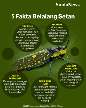 5 Fakta Menarik Belalang...