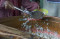 Bubur India, Tradisi...