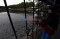 Ribuan Ikan di Waduk...