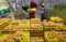 Harga Telur Ayam Turun...